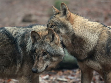 De wolf is terug in Nederland en boswachter Lennard Jasper vertelt alles wat je hierover moet weten!