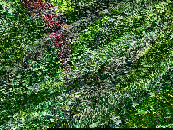 Joep staat op voor een groene muur op zijn school!