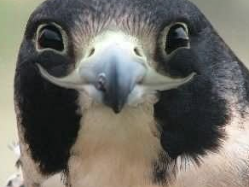 Vogels tellen en wildpoepen?!?