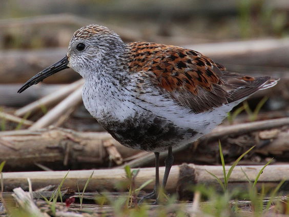 Dier van de maand augustus: de bonte strandloper!