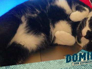 De kat van Mark lijkt op de 'de Baron' uit Bassie en Adriaan!