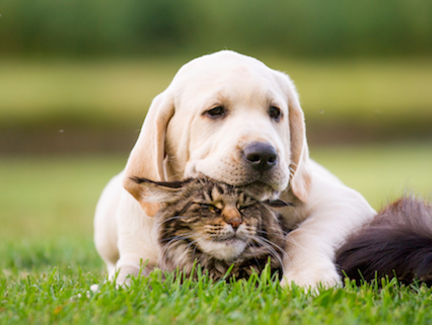 Dierenarts Els Broens vertelt hoe huisdieren corona kunnen krijgen en overdragen