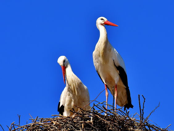Het geboorteloket: Amber gaf Mothica aan