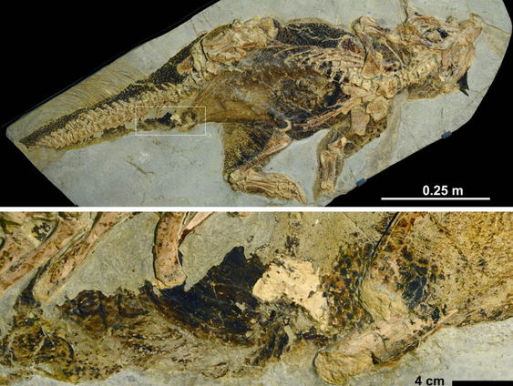 DINSDAG DINODAG: Wat het achterwerk van het gevonden dinofossiel ons vertelt!