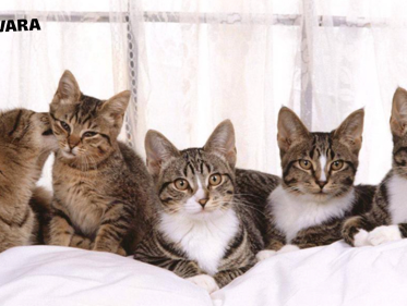 Motivational Monday: voor iedereen die geen huisdier mag van hun partner