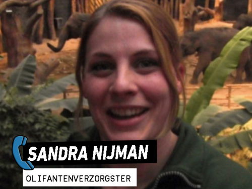 Geef je kerstboom aan de olifanten