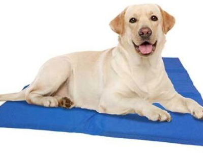 Trudy vond haar hitte verlossing bij de dierenwinkel #lifehack