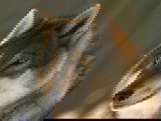 De wolf komt langzaam in Nederland, is dat juist goed of niet?