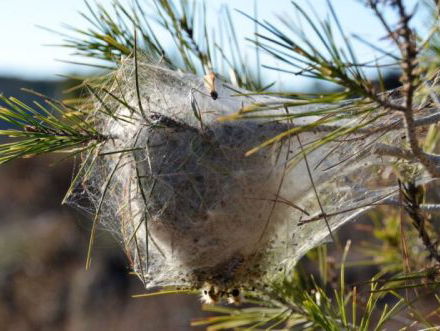 Na de eikenprocessierups gaat nu de dennenprocessierups ons land teisteren