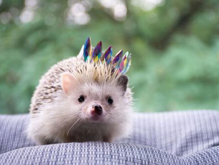 Dit zijn de leukste dierenaccounts om te volgen op Instagram!