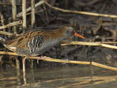 Het dier van de maand november.. de waterral!