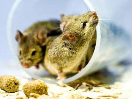 Zijn dierproeven nog echt wel nodig en wat zijn de alternatieven?