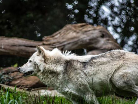 Boswachter Thomas heeft een heel bijzonder dier van de maand uitgekozen