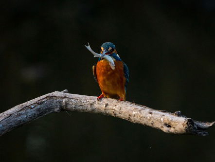 Wetenschap Woensdag: Fluitende Vogels