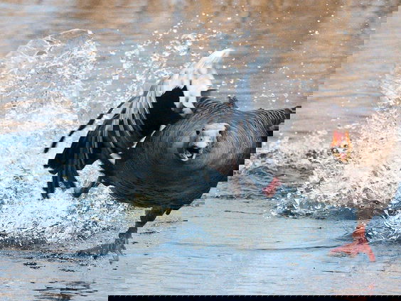 Ganzen, tuinterroristen of engelen van de aarde?