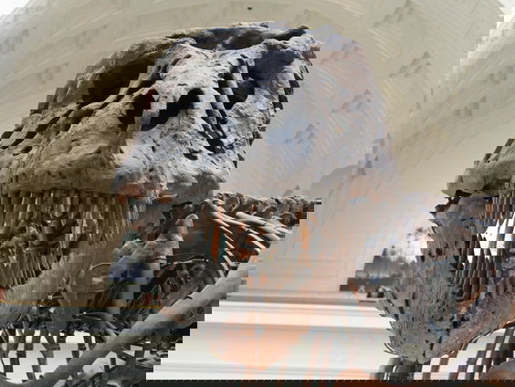 De T-rex op efficiënte snelheid met Anne Schulp