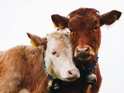 Rámon zielig? Deze boerin blijkt allergisch voor haar eigen koeien