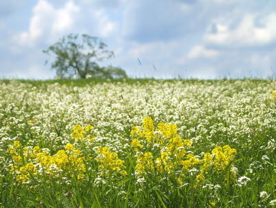 Chaos! De lente begint live in de uitzending!