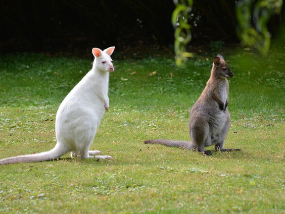 Dierenarts Peter vertelt hoe en waarom dieren gestolen worden