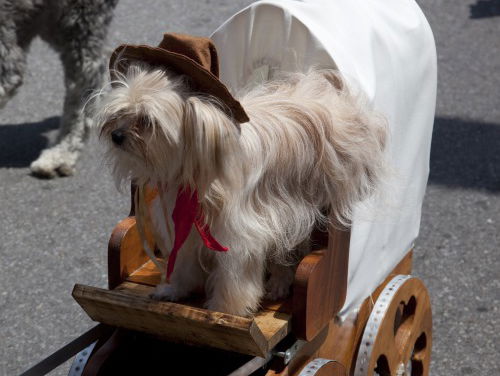 Top 3: Wat is het beste hondenkostuum voor carnaval 2018?