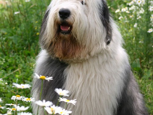 Samsonseks, treitervlogger en Pokémonterreur