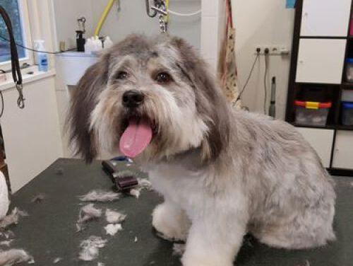 Medewerker van de Dag Loes is lekker aan trimmen