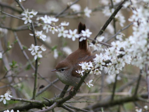 Dier van de maand december: de Cetti's zanger
