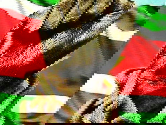 Het is vandaag Keti Koti, ‘Ketenen gebroken’ betekent het, Collega-zender FunX maakt zich daar sterk voor ...