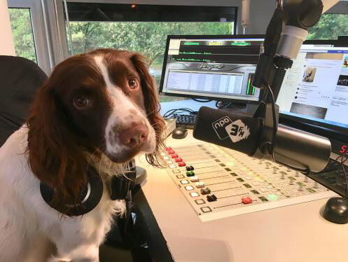 Alfie de Programmageleidehond kiest de muziek