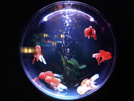 Wie wilt er een aquarium vol Frank-vissen?