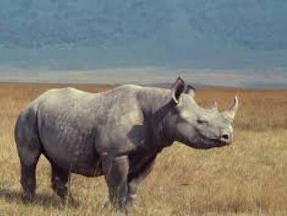 SOPHIE HUILT OM NEUSHOORN