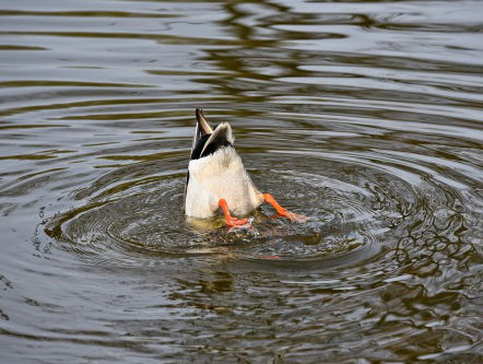 RICK VISTTE 2 DRONKEN MANNEN UIT DE SLOOT