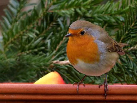 Het dier van de maand december is de pitbull onder de vogels