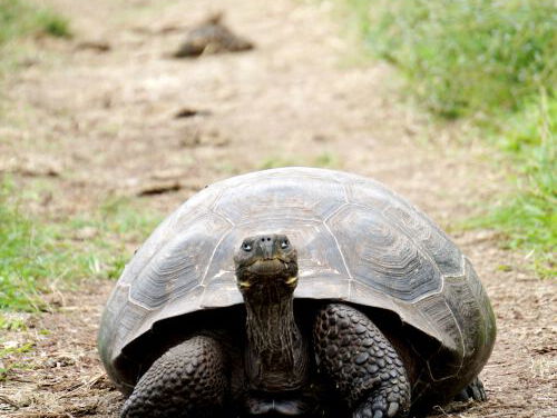 Van een schildpaddenrace tot frituren. Wie heeft het leukste weekend?