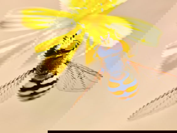 Leon Schipper mede oprichter van Insect Sense traint bijen om COVID-19 op te sporen.