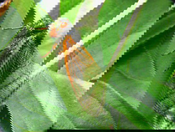 Cicaden: verschrikkelijk geluid, prachtige levensloop.