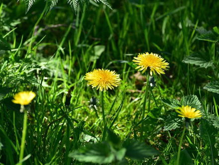 Motivational Monday: voor iedereen met een verwaarloosde tuin