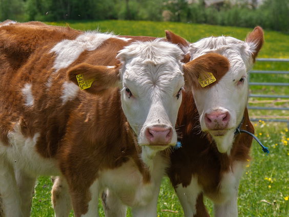 De Keuringsdienst van Waarde duikt in de wondere wereld van dierenfokkers