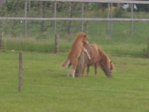 Pony Herman maakt een rare uitglijder.