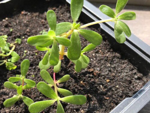 Weet iemand wat de fuck deze plant is?