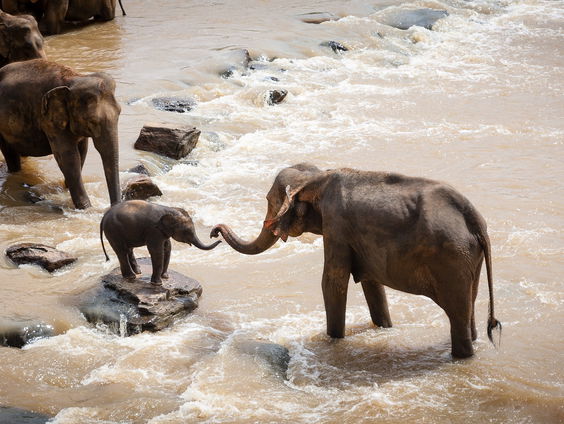 De olifanten in Thailand lijken lief en tam. Maar daar is veel geweld voor nodig...