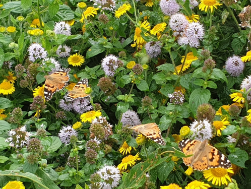 Boswachter Thomas: "Distelvlinder-invasie in Nederland!"