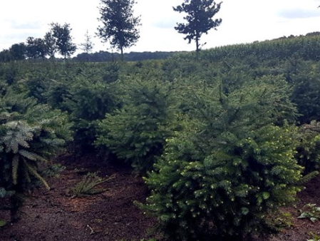Nieuwe trend deze winter: De topless kerstboom