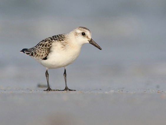 Stefan is vogelteller