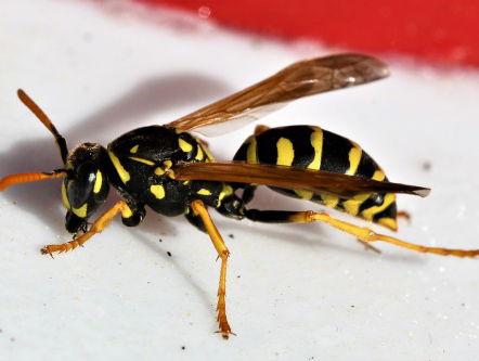 Het is dinsdag klaagdag, met last van schoonmakers en wespen!