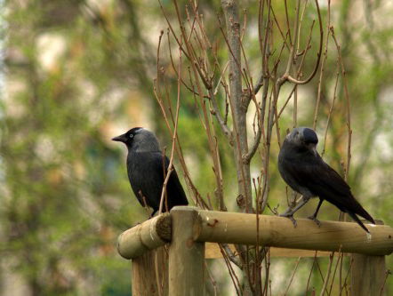 Minder vogels in de stad: "Het beste steentje wat je kan bijdragen is een steentje minder bijdragen"