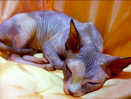 Jorien de Royalty Queen heeft een opmerkelijke vriendentip voor 2019