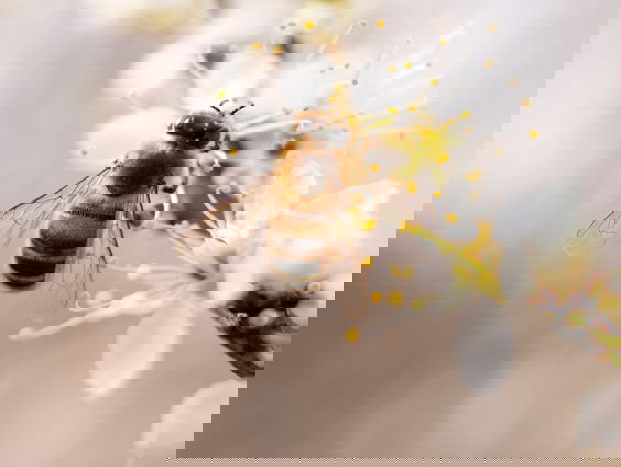 Het dier van de maand mei: de bij!