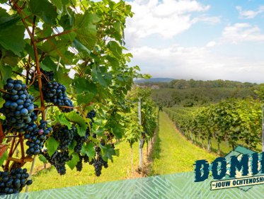 Rámon over de mislukte druivenoogst in Frankrijk