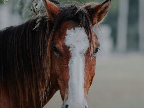 Jan van Dijk, 1 van de 4 laatste paardenslagers!